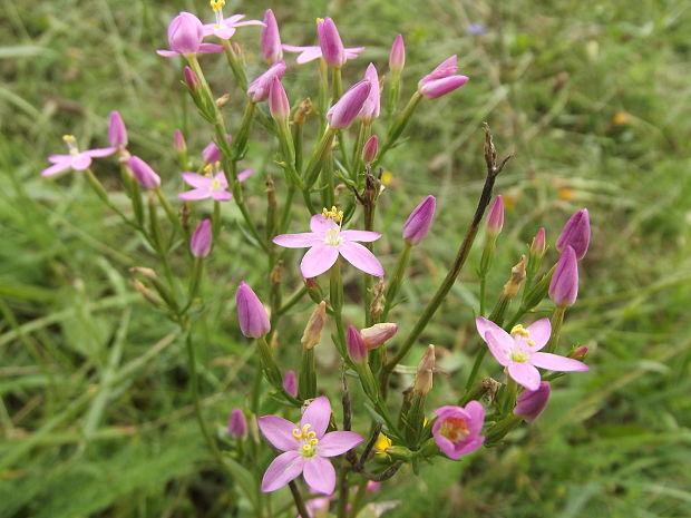 zemežlč menšia Centaurium erythraea Rafn