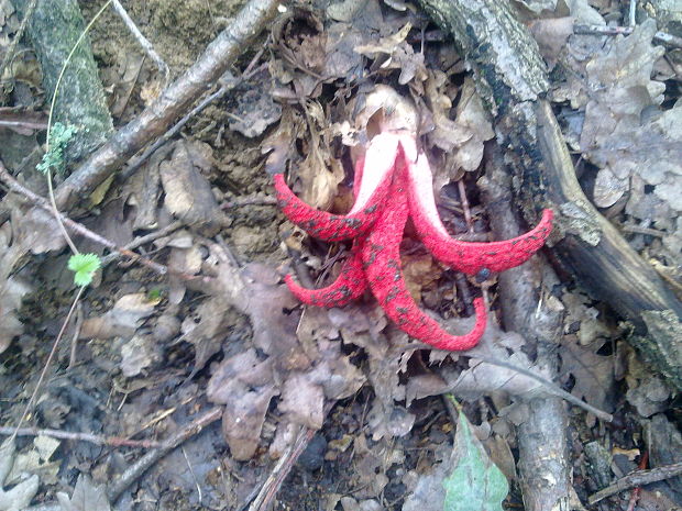 mrežovka kvetovitá Clathrus archeri (Berk.) Dring