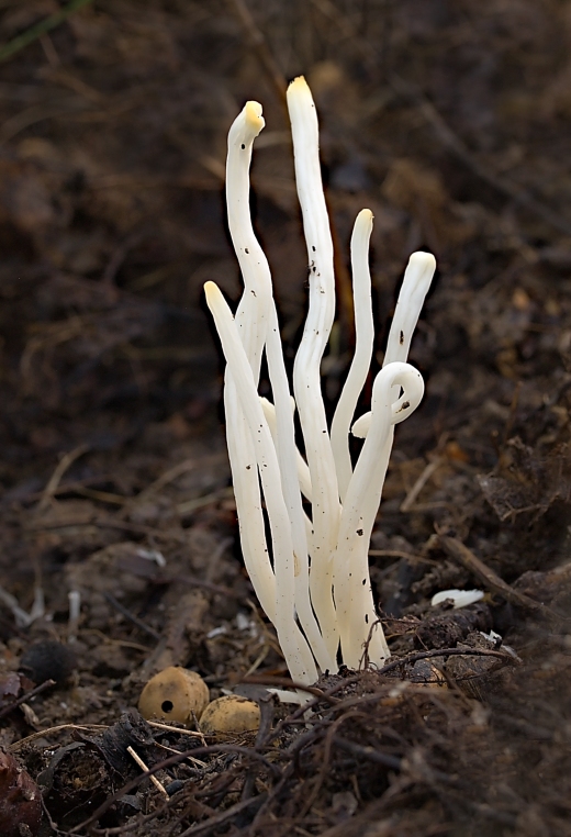 kyjačik lámavý Clavaria fragilis Holmsk.