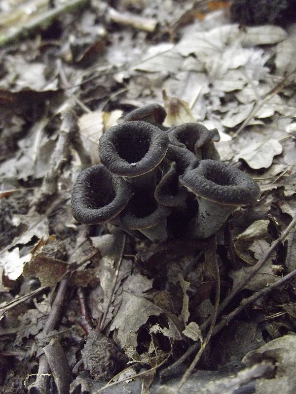 lievik trúbkovitý Craterellus cornucopioides (L.) Pers.