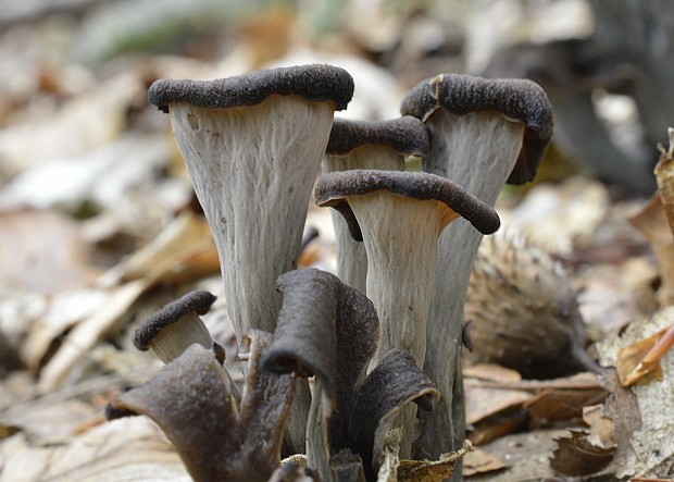 lievik trúbkovitý Craterellus cornucopioides (L.) Pers.