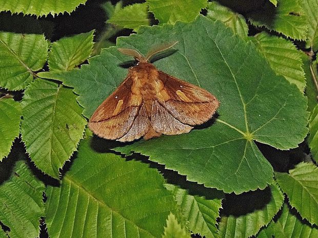 priadkovec trávový Euthrix potatoria Linnaeus, 1758