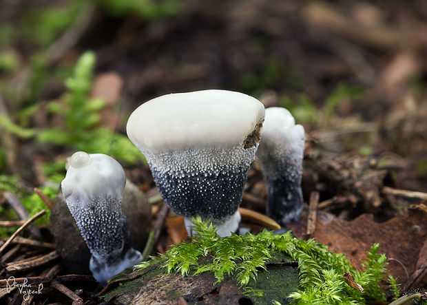 jelenkovka voňavá Hydnellum suaveolens (Scop.) P. Karst.