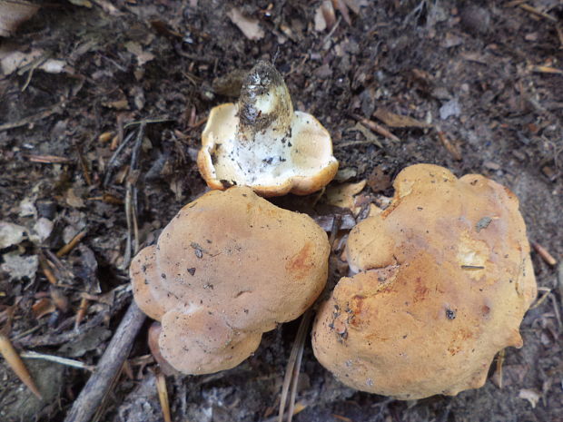 jelenka poprehýbaná Hydnum repandum L.