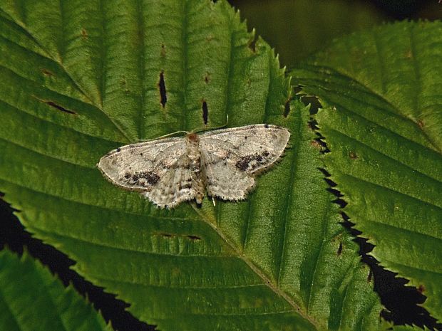 piadica nechtíková Idaea dimidiata Hufnagel, 1767