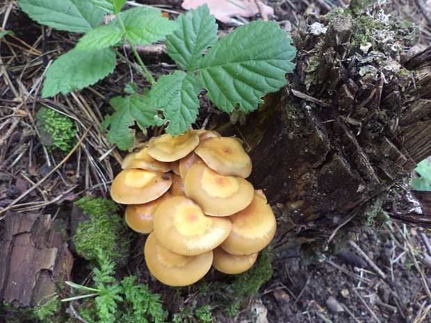 šupinačka menlivá Kuehneromyces mutabilis (Schaeff.) Singer & A.H. Sm.