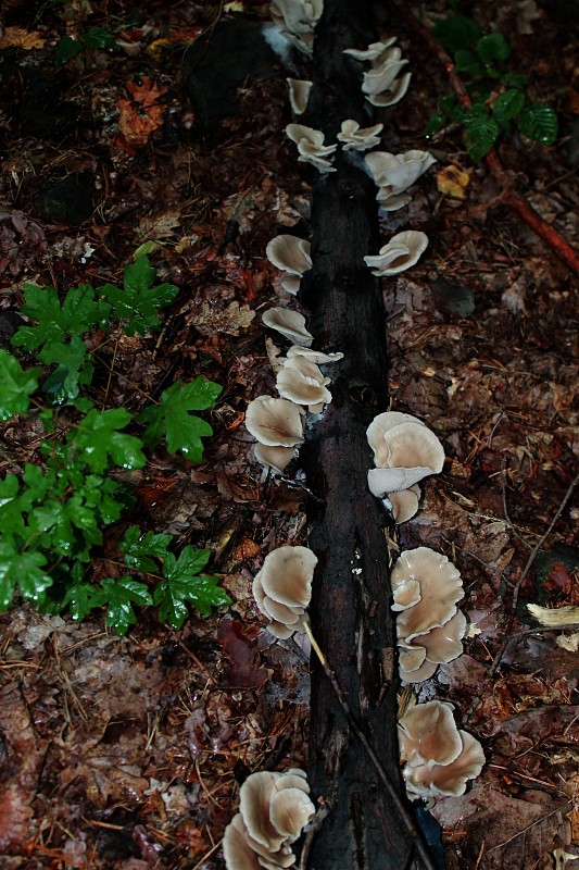 hliva buková Pleurotus pulmonarius (Fr.) Quél.