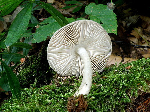 štítovka Pluteus sp.