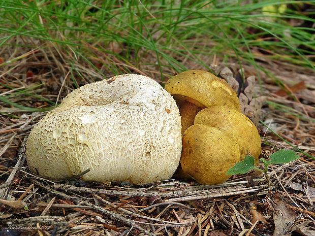 suchohríb cudzopasný Pseudoboletus parasiticus (Bull.) Šutara