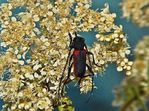 fuzáč Purpuricenus globulicollis Mulsant, 1839