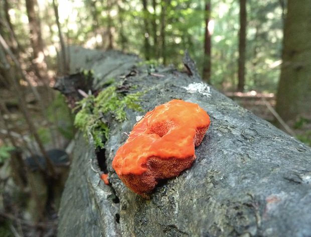 červenica rumelková Pycnoporus cinnabarinus (Jacq.) P. Karst.