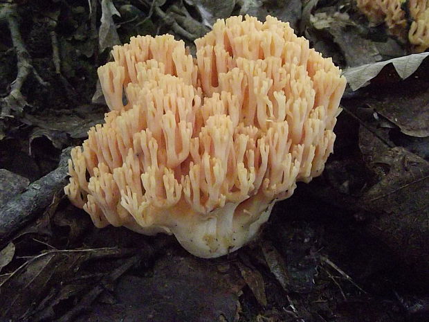 strapačka lososovoružová Ramaria subbotrytis (Coker) Corner