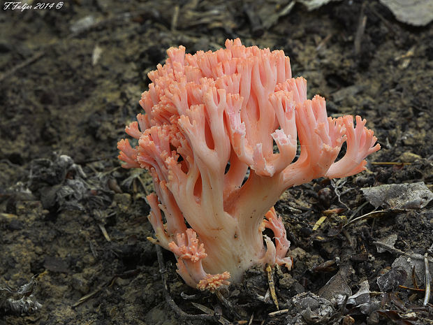 strapačka lososovoružová Ramaria subbotrytis (Coker) Corner