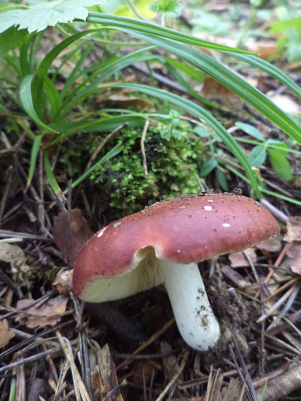 plávka Russula sp.