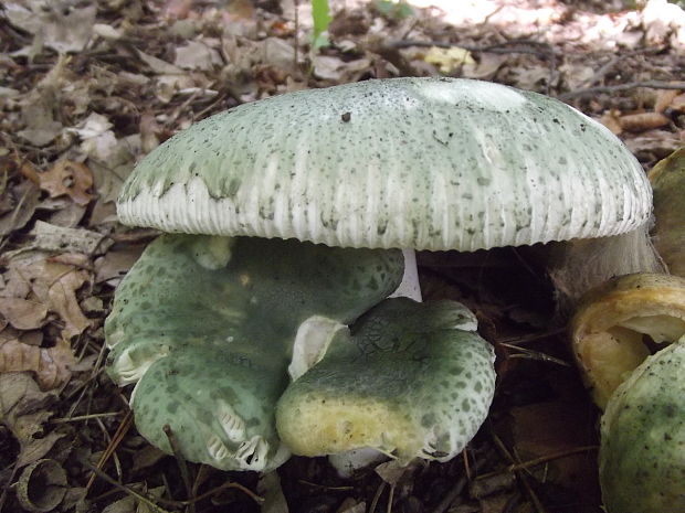 plávka zelenkastá Russula virescens (Schaeff.) Fr.