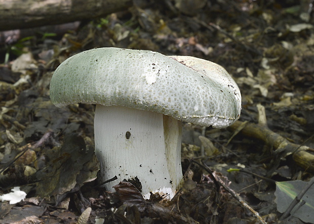 plávka zelenkastá Russula virescens (Schaeff.) Fr.