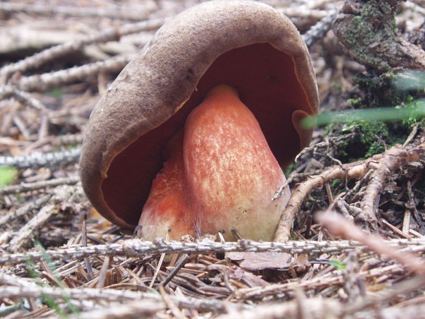 hríb zrnitohlúbikový Sutorius luridiformis (Rostk.) G. Wu & Zhu L. Yang