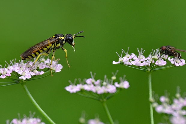 piliarka cf. Tenthredo notha  Klug, 1814