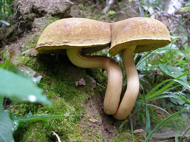 suchohríb Xerocomus sp.