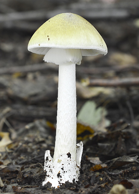 muchotrávka zelená Amanita phalloides (Vaill. ex Fr.) Link