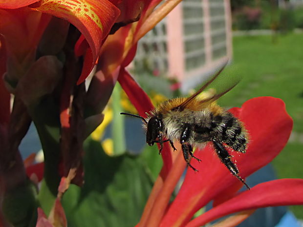 čmelák rolní Bombus pascuorum