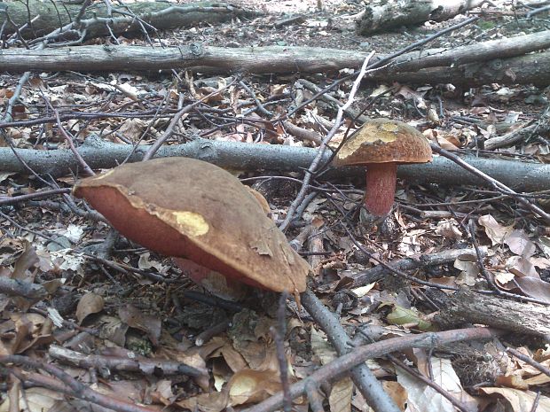 hríb zrnitohlúbikový  Neoboletus luridiformis var. rubropileus (Dermek) Šutara