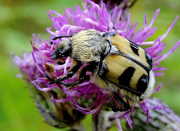 chlpáčik škvrnitý Trichius fasciatus