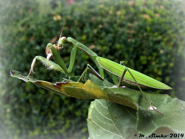 modlivka zelená   Mantis religiosa