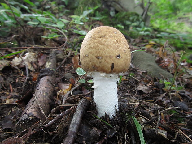 pečiarka obrovská Agaricus augustus Fr.