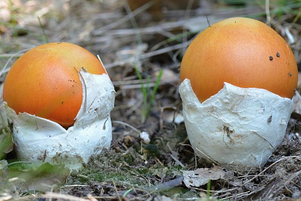 muchotrávka cisárska Amanita caesarea (Scop.) Pers.