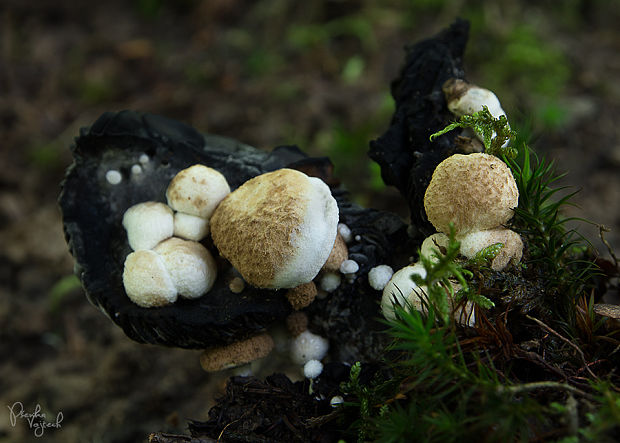 príživnica prášnicovitá Asterophora lycoperdoides (Bull.) Ditmar