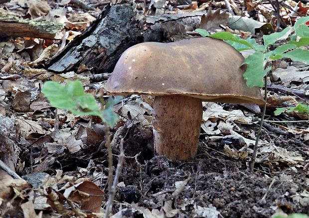 hríb bronzový Boletus aereus Bull. ex Fr.