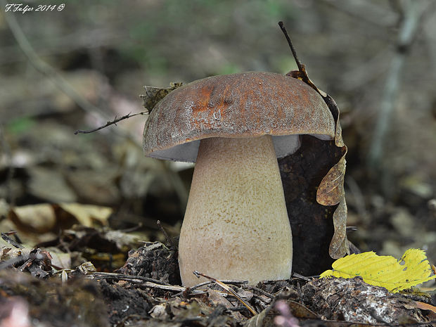 hríb bronzový Boletus cf. aereus Bull. ex Fr.