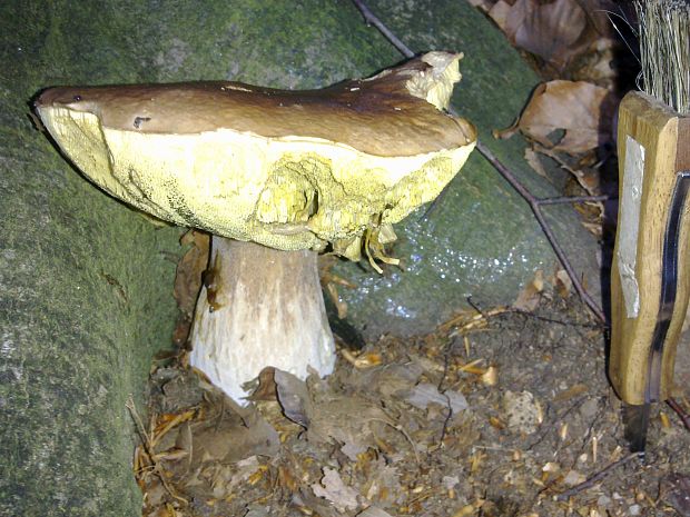 hríb smrekový Boletus edulis Bull.