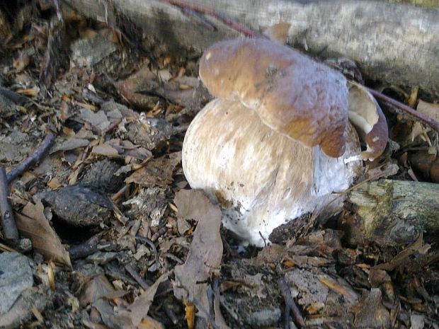 hríb smrekový Boletus edulis Bull.