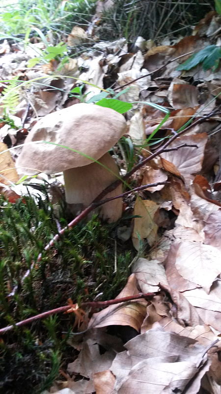 hríb smrekový Boletus edulis Bull.