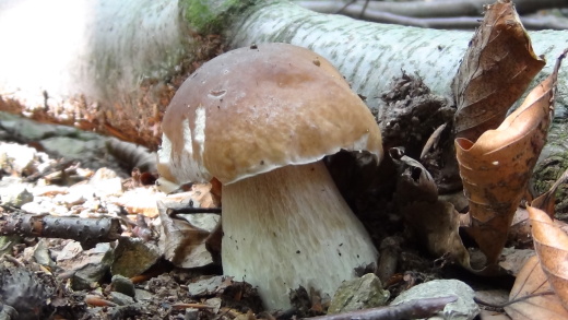 hríb smrekový Boletus edulis Bull.