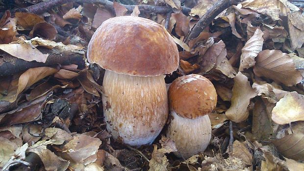 hríb smrekový Boletus edulis Bull.