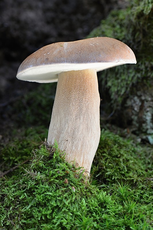 hríb dubový Boletus reticulatus Schaeff.