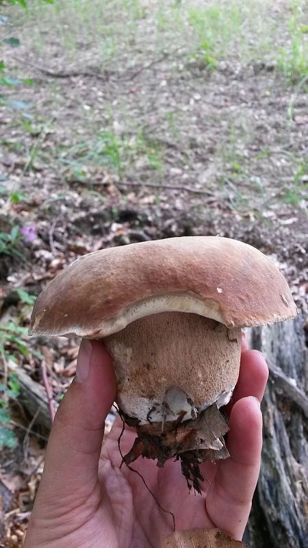 hríb dubový Boletus reticulatus Schaeff.