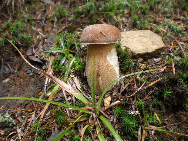 hríb dubový Boletus reticulatus Schaeff.