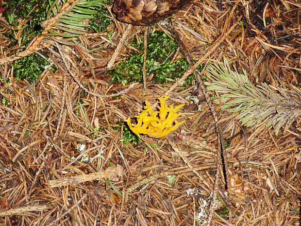 parôžkovec lepkavý Calocera viscosa (Pers.) Fr.