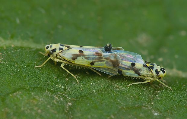 . Eupteryx atropunctata