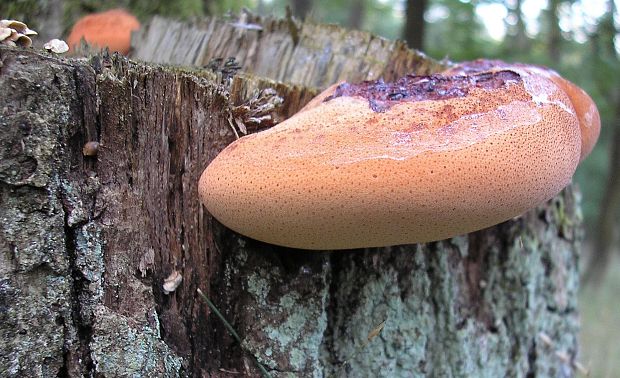 pečeňovec dubový Fistulina hepatica (Schaeff.) With.