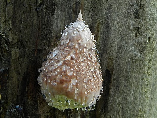 práchnovček pásikavý Fomitopsis pinicola (Sw.) P. Karst.