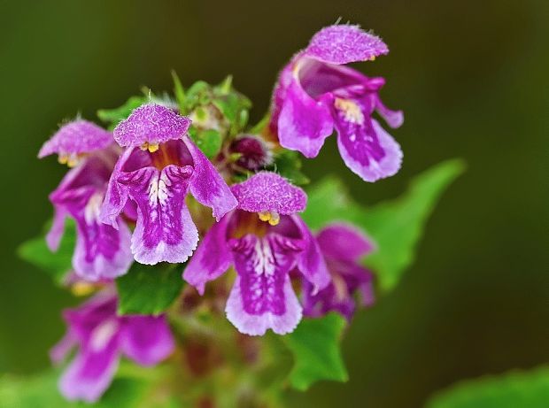 konopnica páperistá Galeopsis pubescens Besser