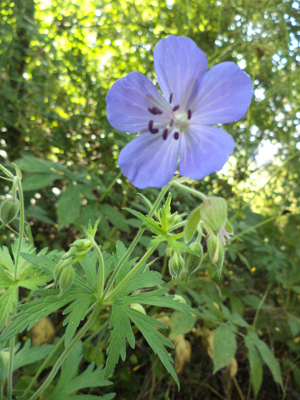 pakost lúčny Geranium pratense L.