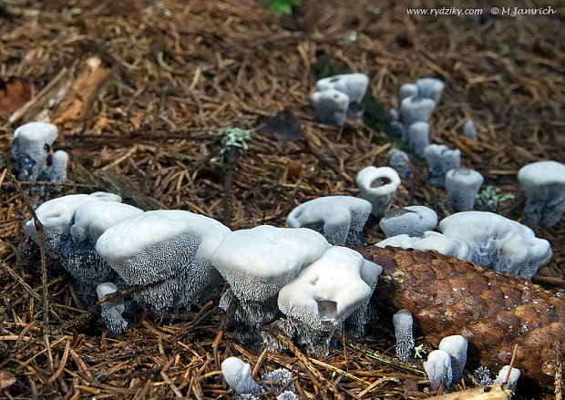 jelenkovka voňavá Hydnellum suaveolens (Scop.) P. Karst.