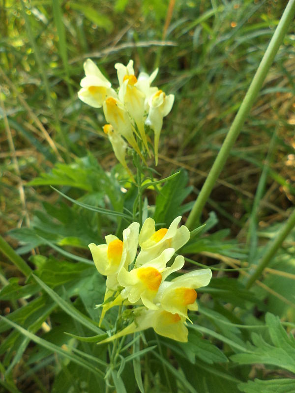 pyštek obyčajný Linaria vulgaris Mill.