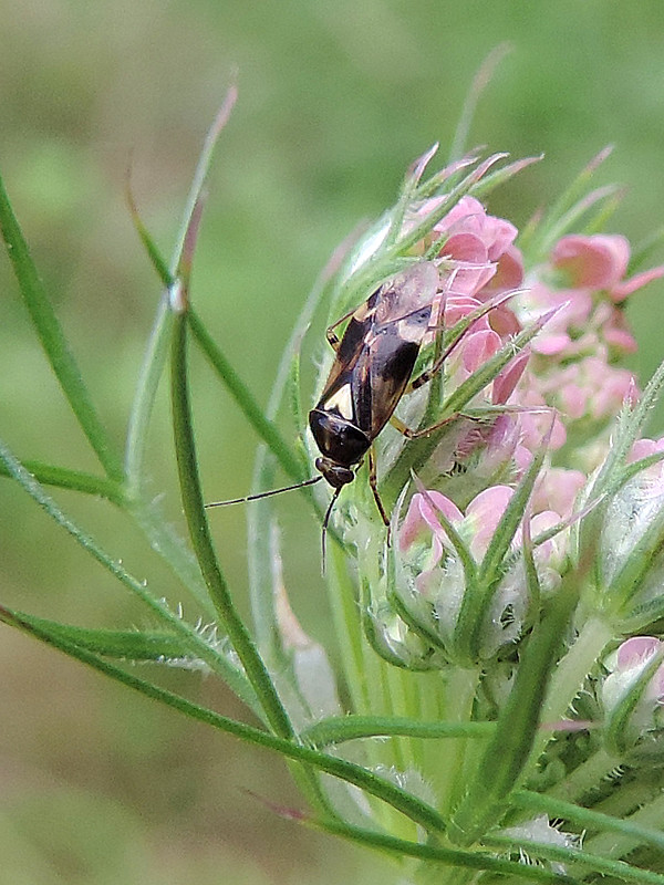 bzdôška / klopuška pomezní Orthops basalis A. Costa, 1853